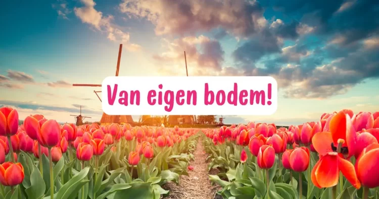 De leukste feelgoodboeken van eigen bodem