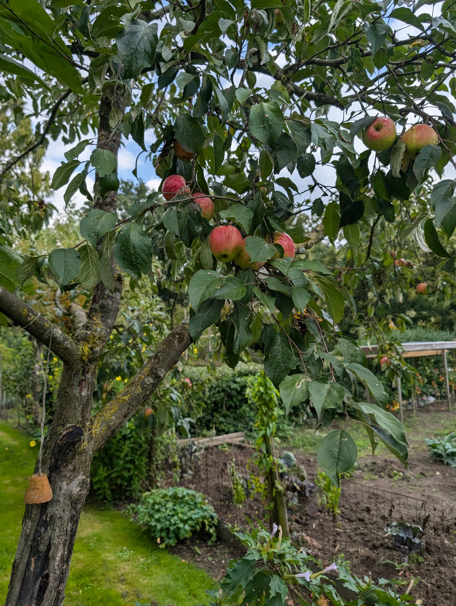 Appelboom in de tuin van Karin